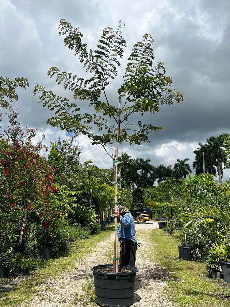 cassia-bakeriana-pink-shower-cassia-dwarf-apple-blossom-tree