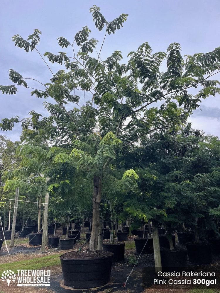 cassia-bakeriana-pink-shower-cassia-dwarf-apple-blossom-tree