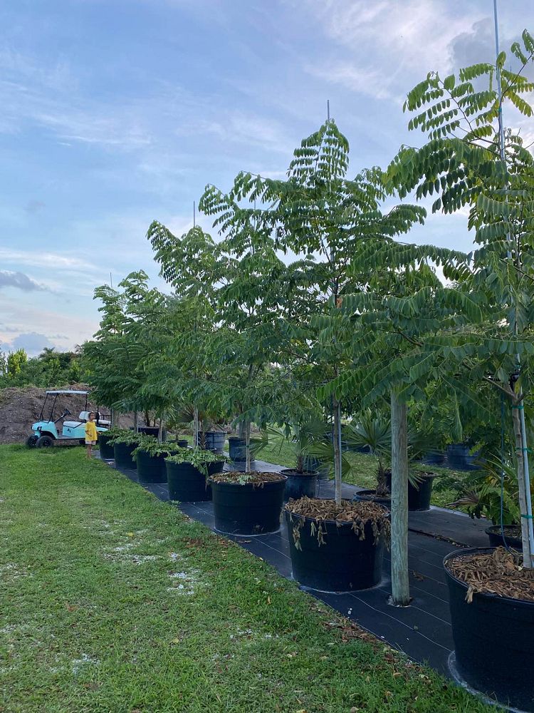 cassia-bakeriana-pink-shower-cassia-dwarf-apple-blossom-tree