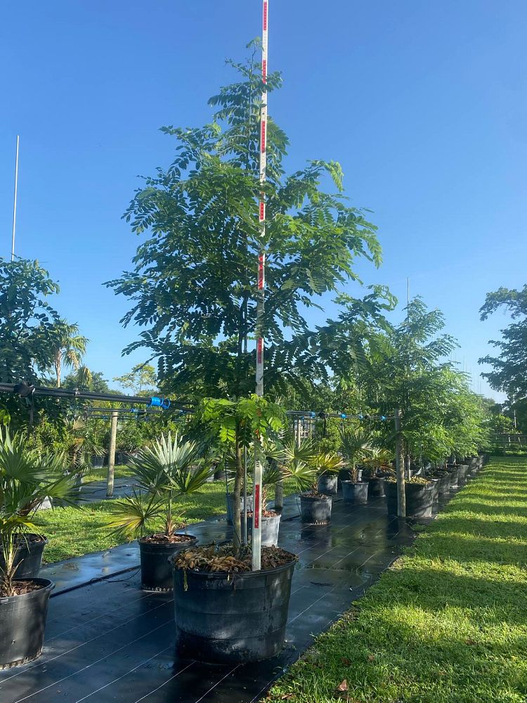 cassia-bakeriana-pink-shower-cassia-dwarf-apple-blossom-tree
