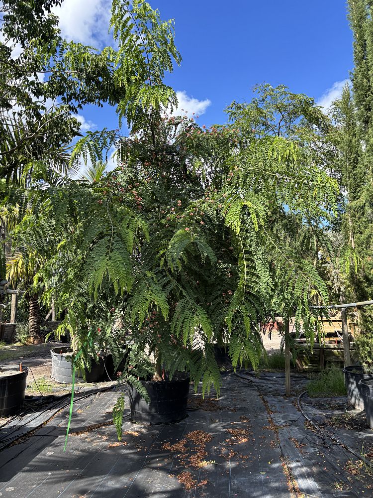 cassia-bakeriana-pink-shower-cassia-dwarf-apple-blossom-tree