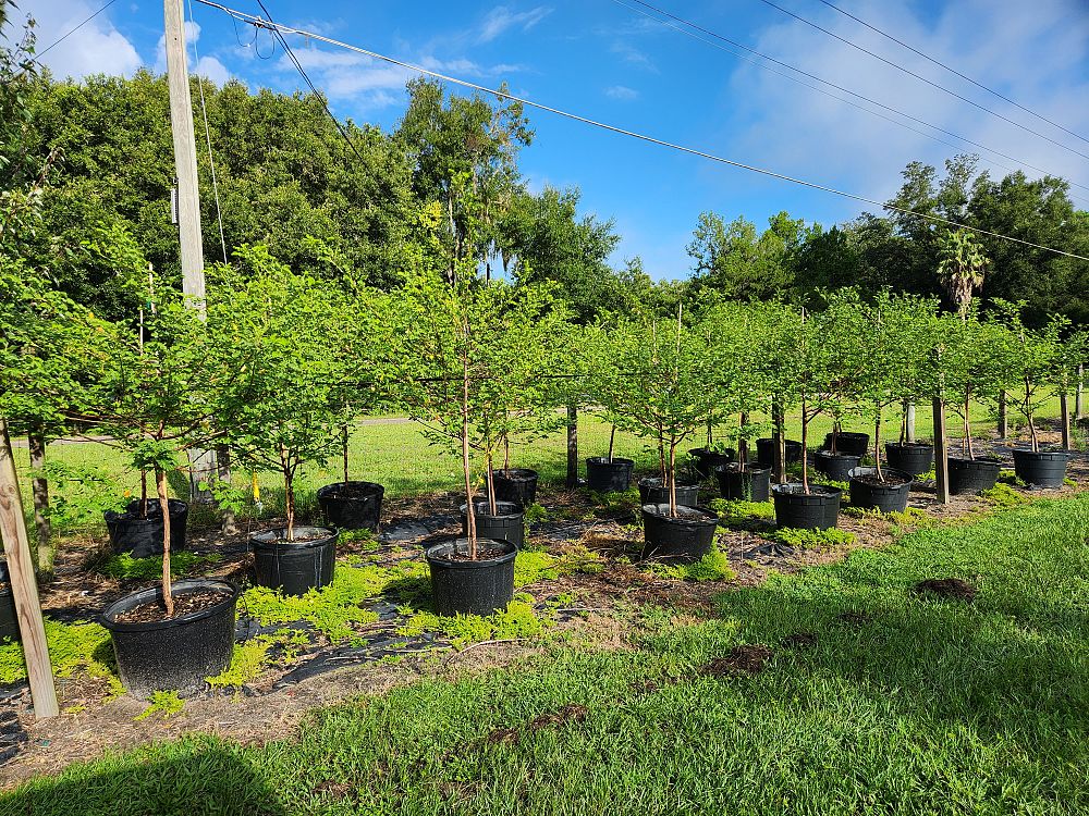 cassia-bicapsularis