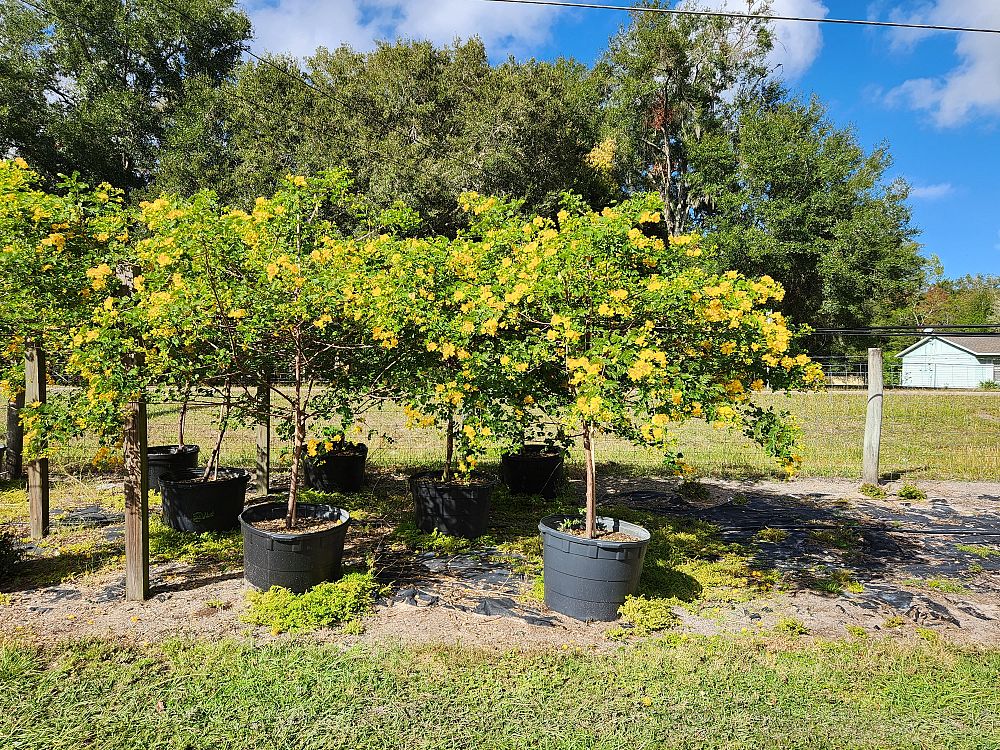 cassia-bicapsularis