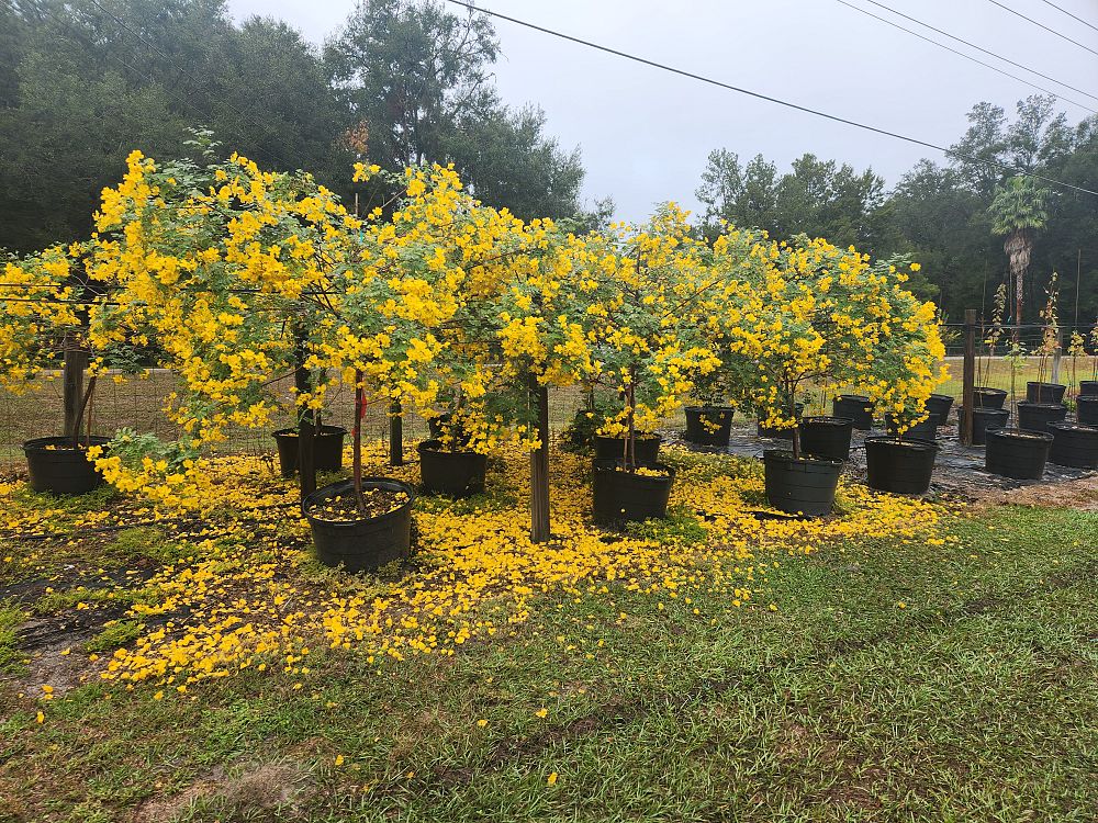cassia-bicapsularis
