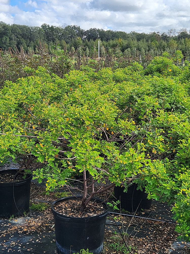 cassia-bicapsularis