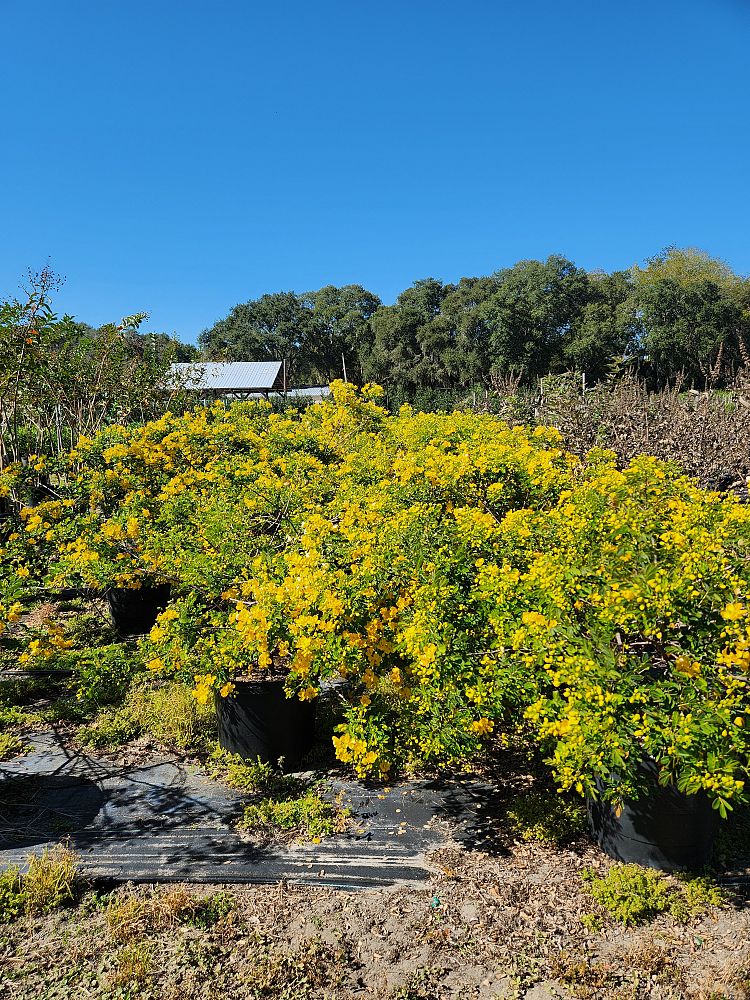 cassia-bicapsularis
