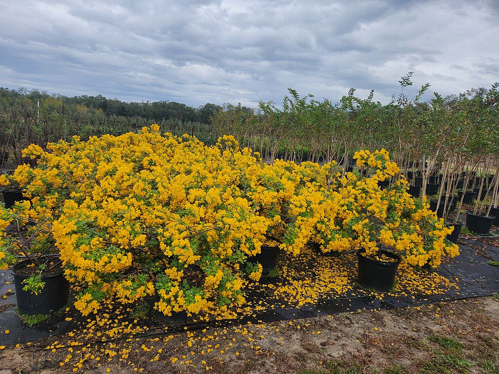 cassia-bicapsularis