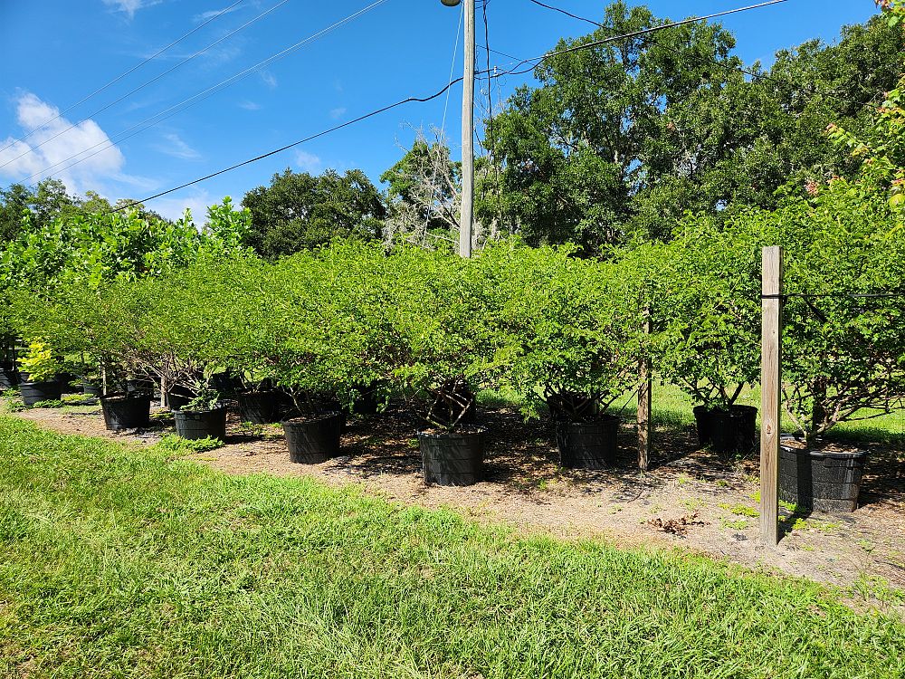 cassia-bicapsularis