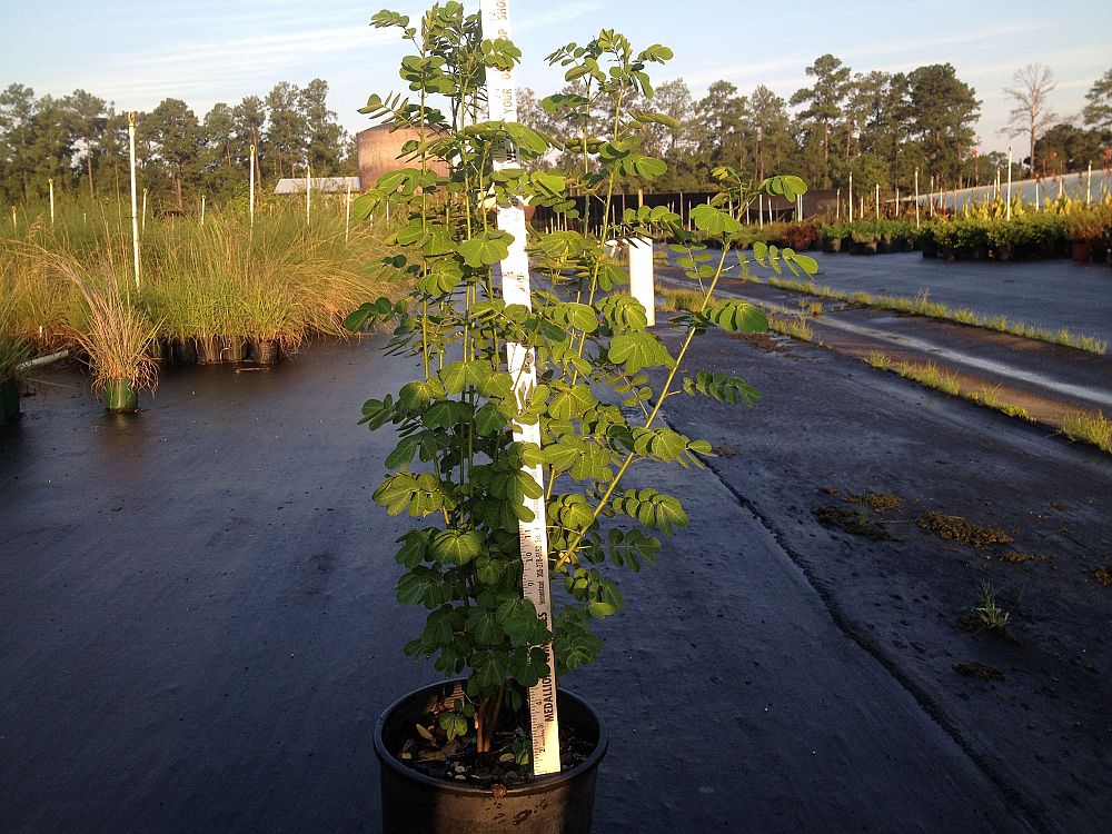 cassia-corybosa-flowering-senna