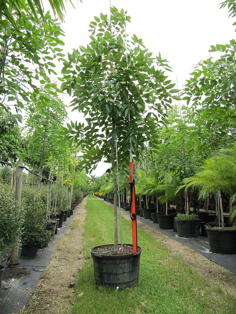 cassia-fistula-golden-shower-tree
