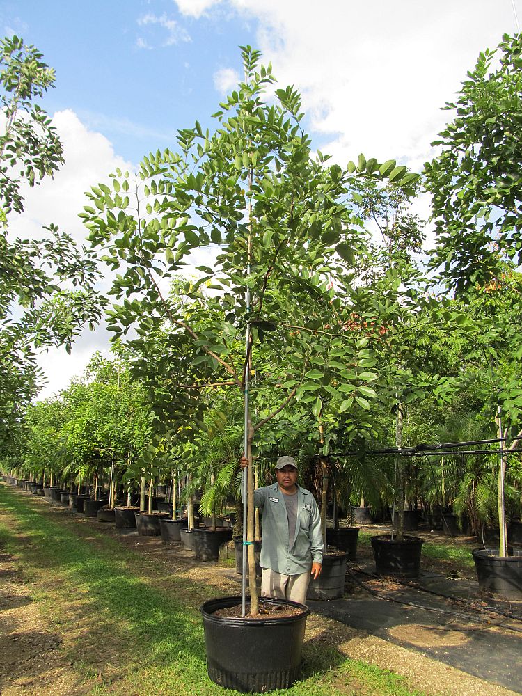 cassia-fistula-golden-shower-tree