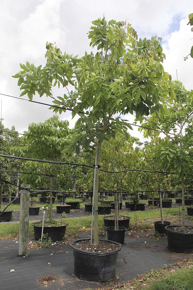 cassia-fistula-golden-shower-tree