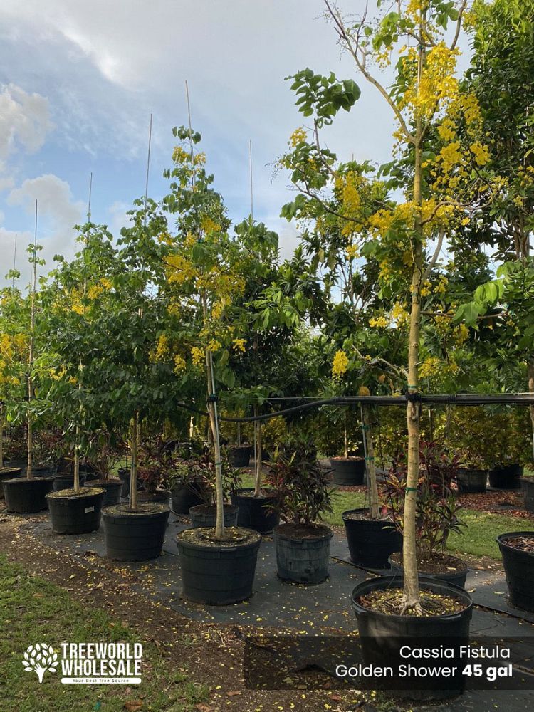 cassia-fistula-golden-shower-tree