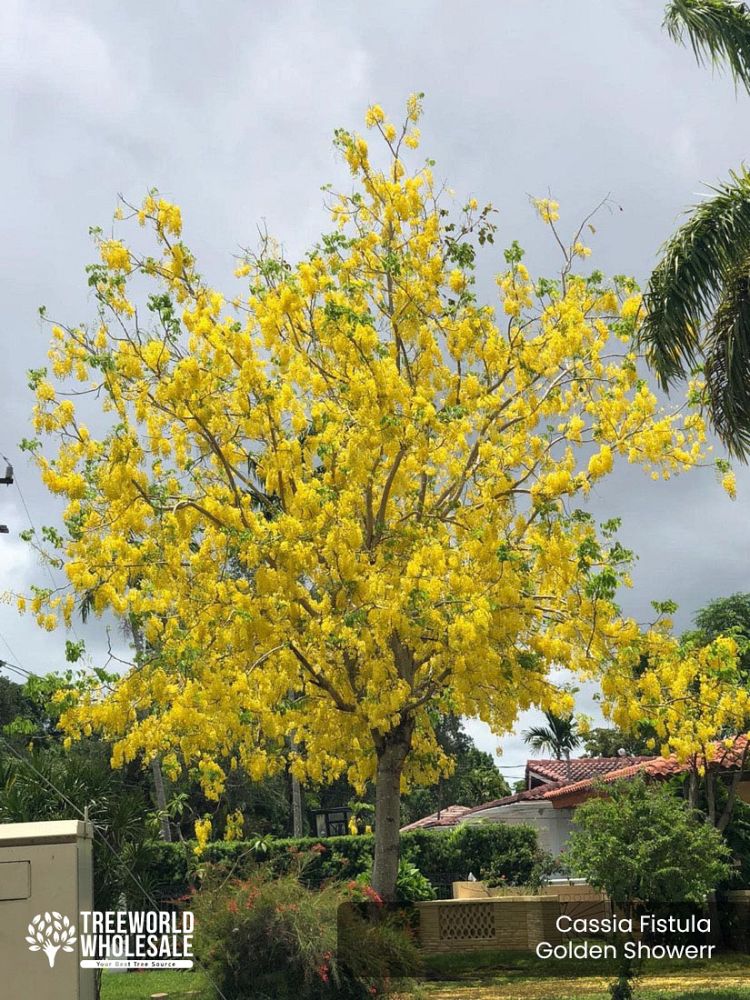 cassia-fistula-golden-shower-tree