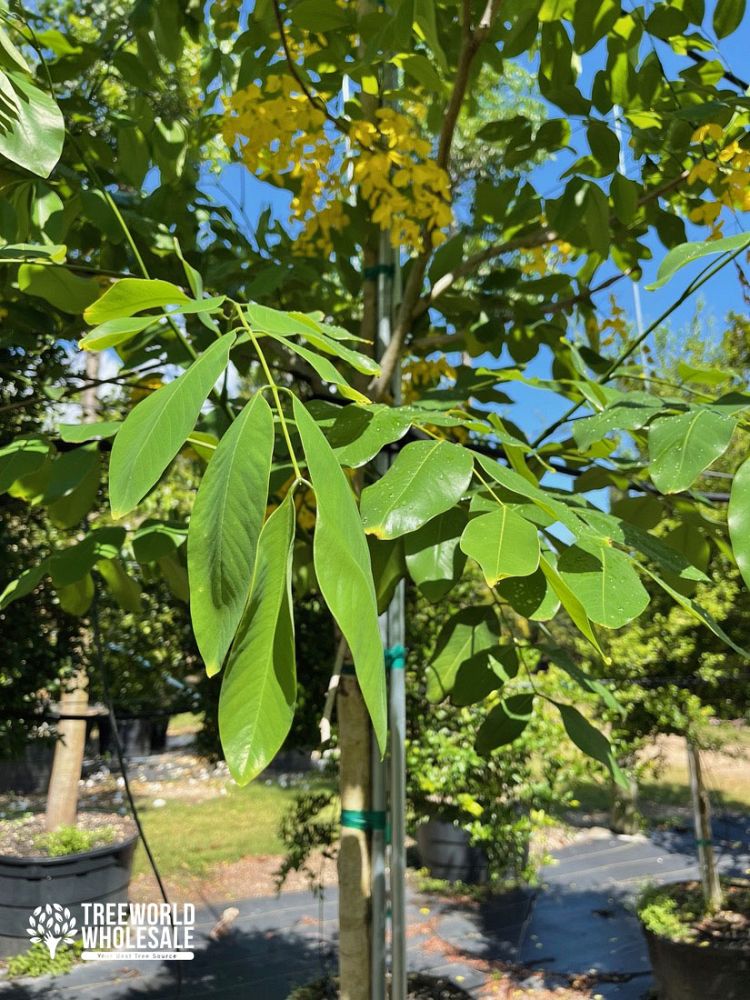 cassia-fistula-golden-shower-tree