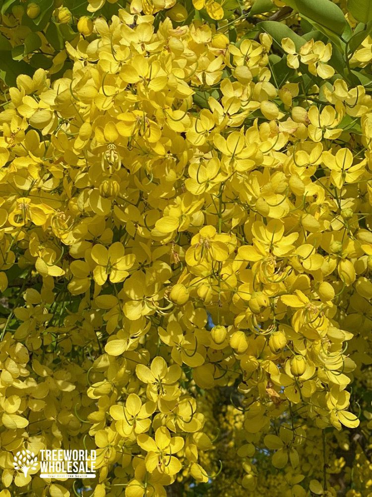 cassia-fistula-golden-shower-tree
