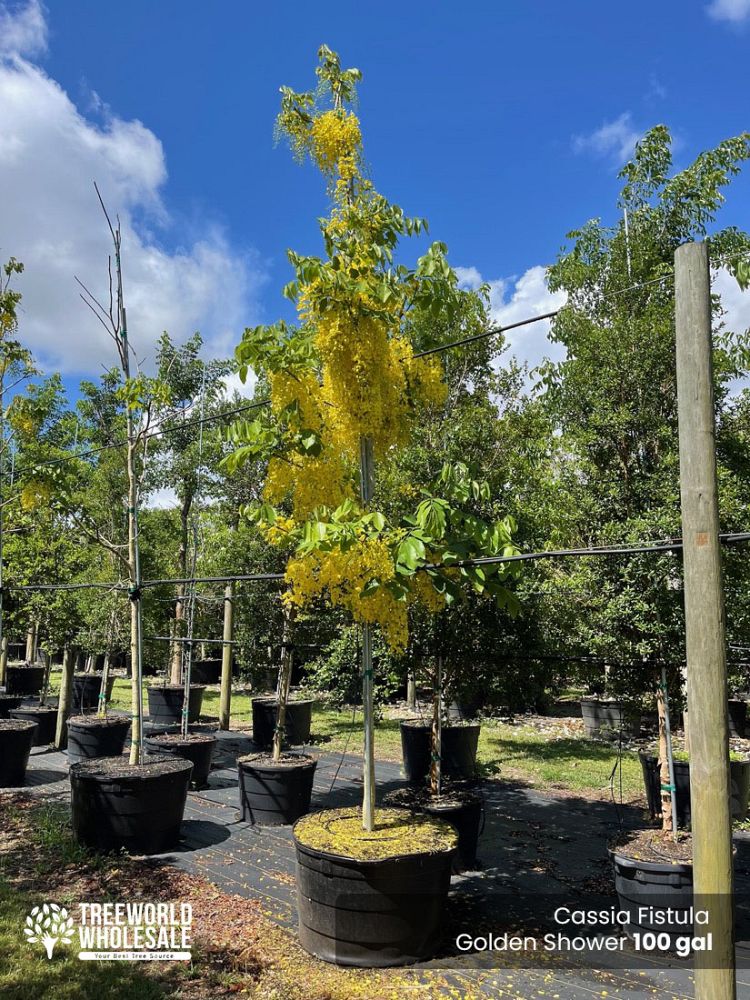 cassia-fistula-golden-shower-tree
