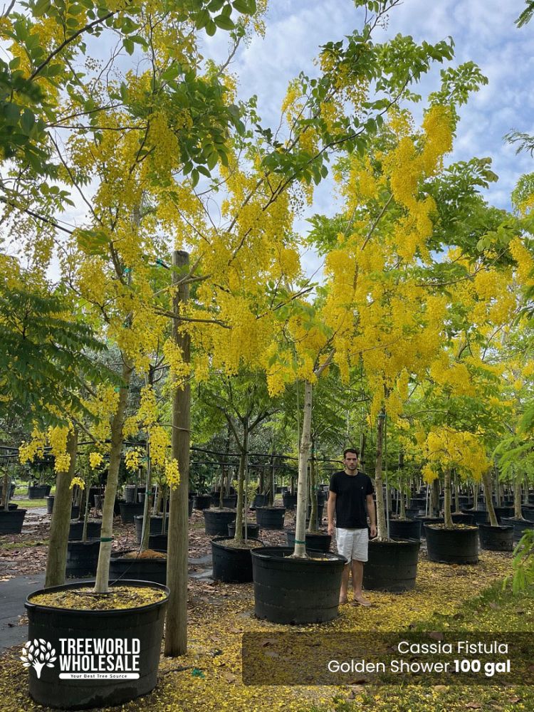 cassia-fistula-golden-shower-tree