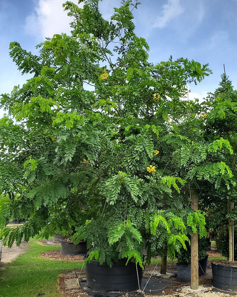 cassia-fistula-golden-shower-tree