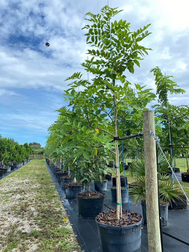 cassia-fistula-golden-shower-tree