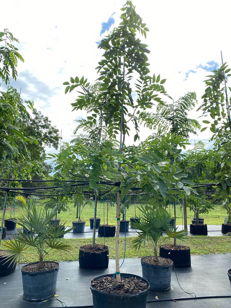 cassia-fistula-golden-shower-tree