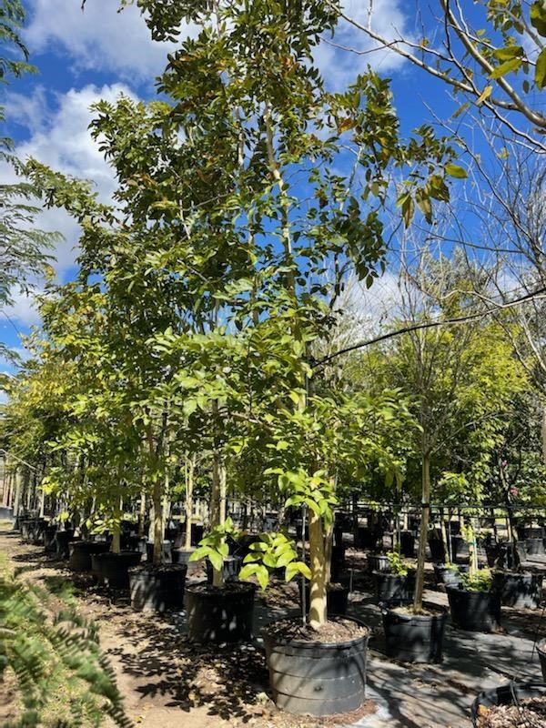 cassia-fistula-golden-shower-tree
