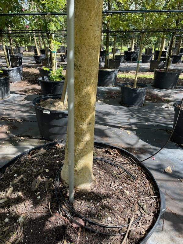 cassia-fistula-golden-shower-tree