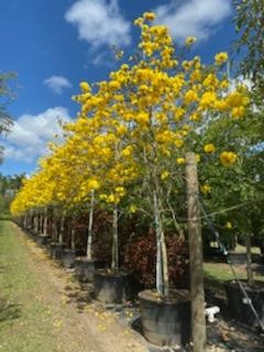 cassia-fistula-golden-shower-tree