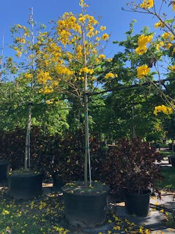 cassia-fistula-golden-shower-tree