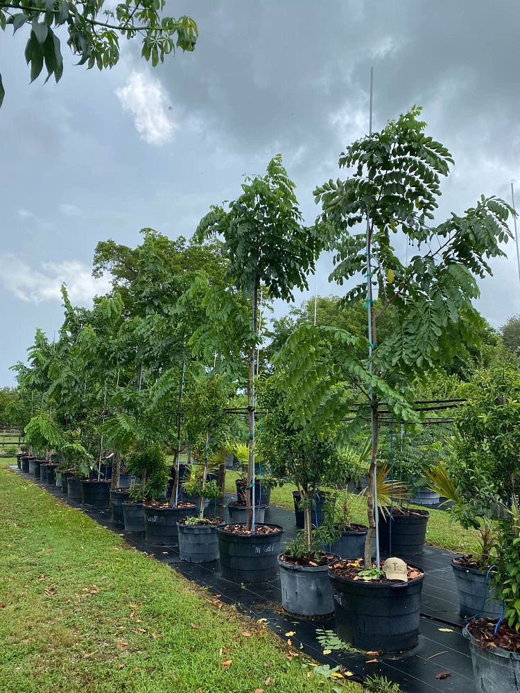 cassia-fistula-golden-shower-tree