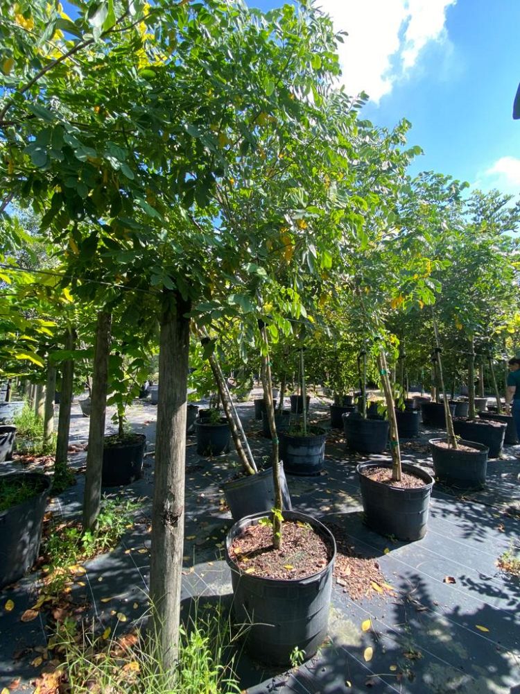 cassia-fistula-golden-shower-tree