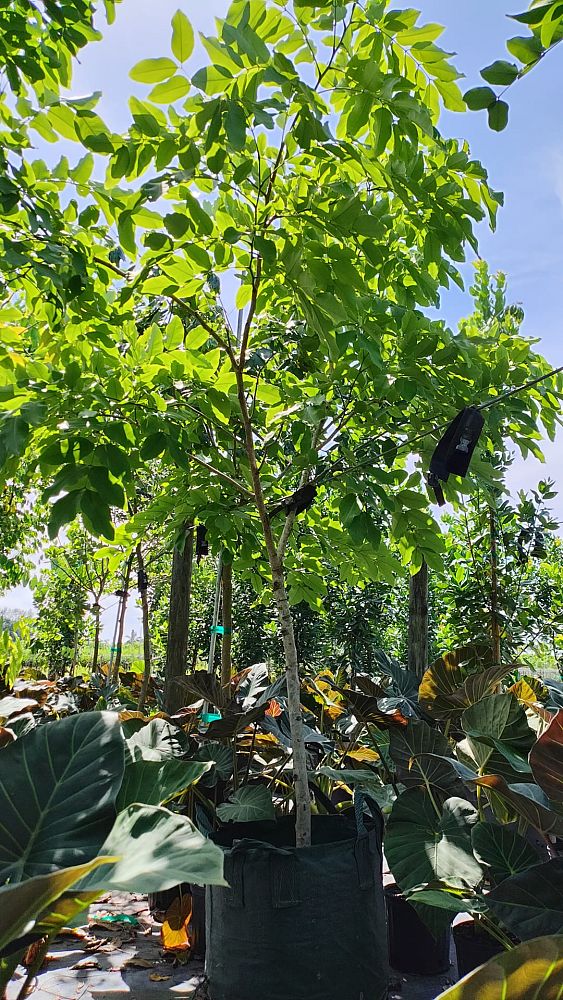 cassia-fistula-golden-shower-tree
