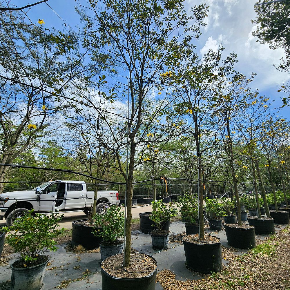 cassia-fistula-golden-shower-tree