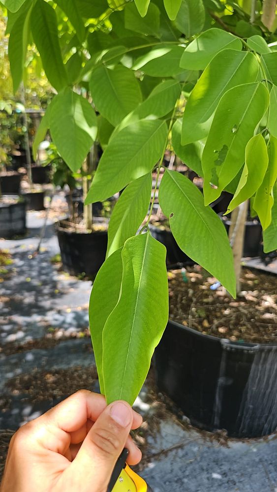 cassia-fistula-golden-shower-tree