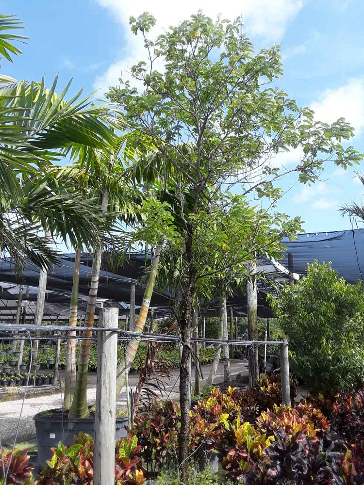 cassia-glauca