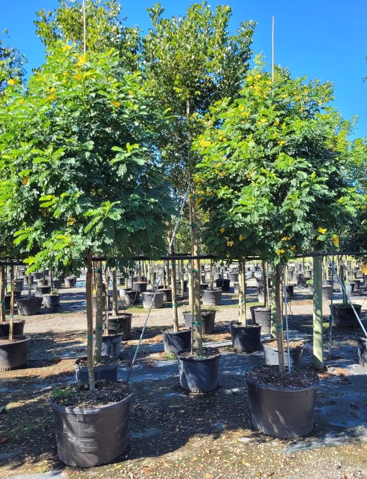 cassia-glauca