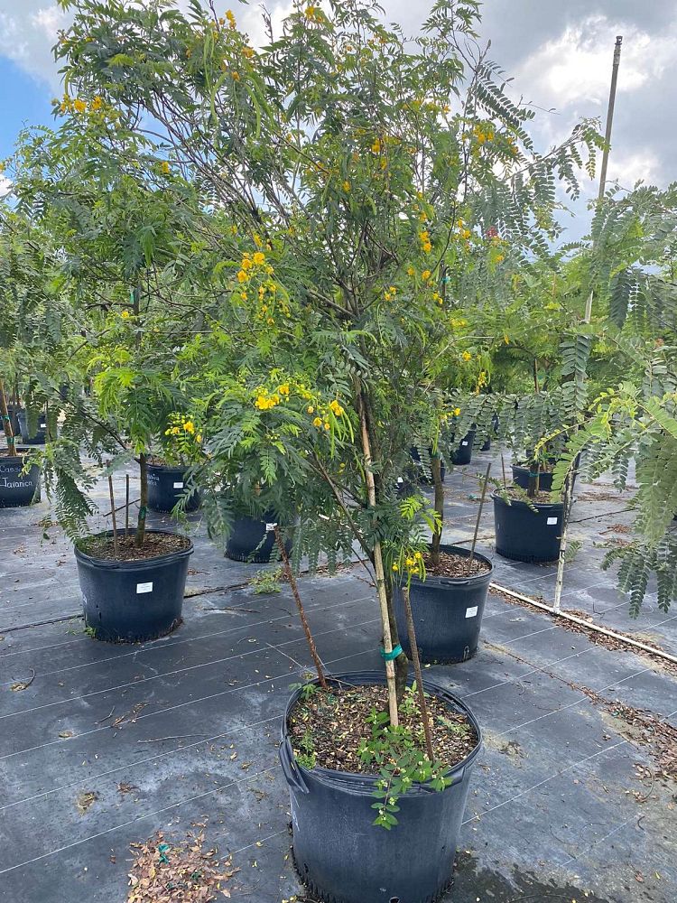 cassia-glauca