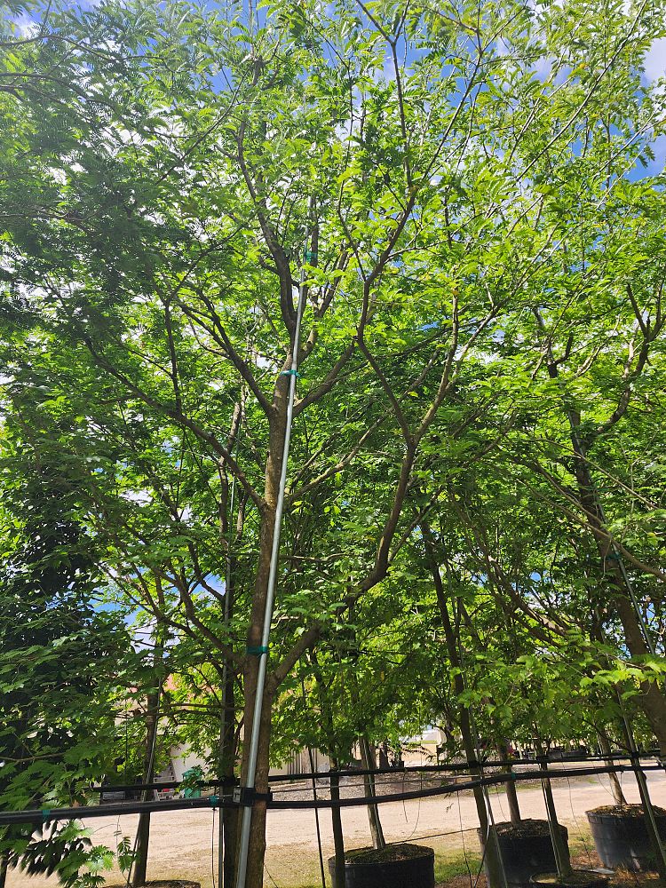 cassia-glauca