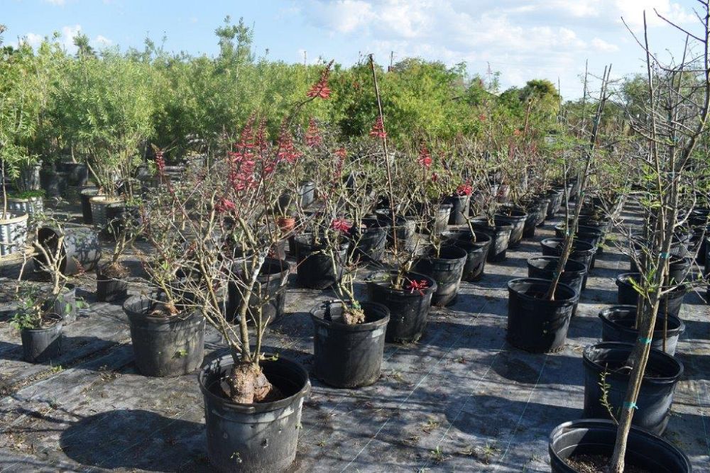 cassia-grandis-pink-coral-shower