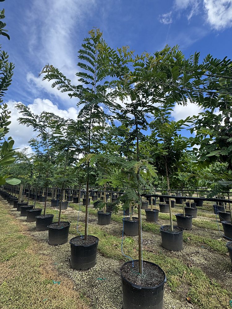 cassia-grandis-pink-coral-shower