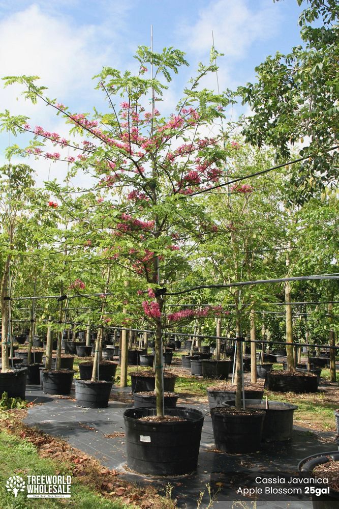 cassia-javanica-pink-and-white-shower-apple-blossom-shower