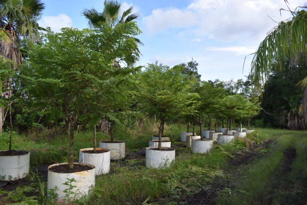 cassia-javanica-pink-and-white-shower-apple-blossom-shower