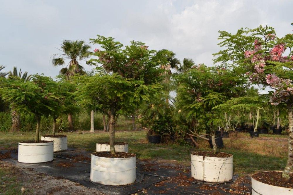 cassia-javanica-pink-and-white-shower-apple-blossom-shower