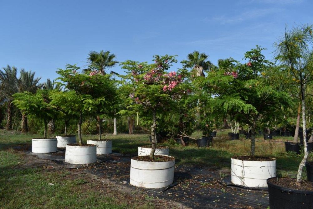 cassia-javanica-pink-and-white-shower-apple-blossom-shower