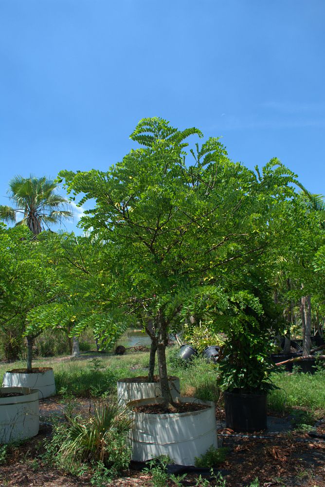 cassia-javanica-pink-and-white-shower-apple-blossom-shower
