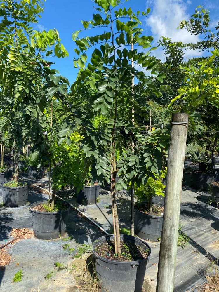 cassia-javanica-x-fistula-rainbow-shower-tree
