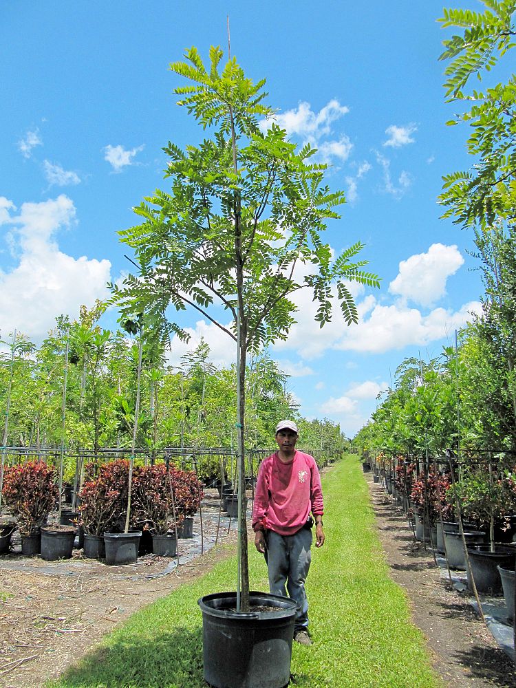 cassia-leptophylla-gold-medallion-tree