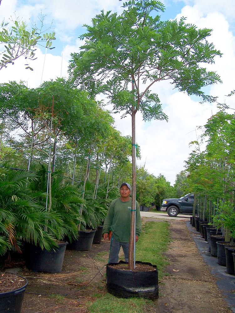 cassia-leptophylla-gold-medallion-tree
