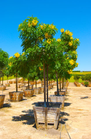 cassia-leptophylla-gold-medallion-tree