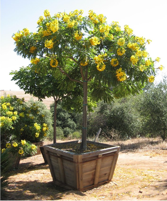 cassia-leptophylla-gold-medallion-tree